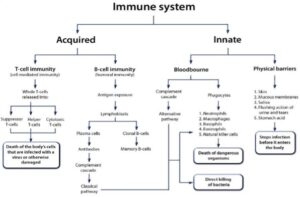 Feline Immune System